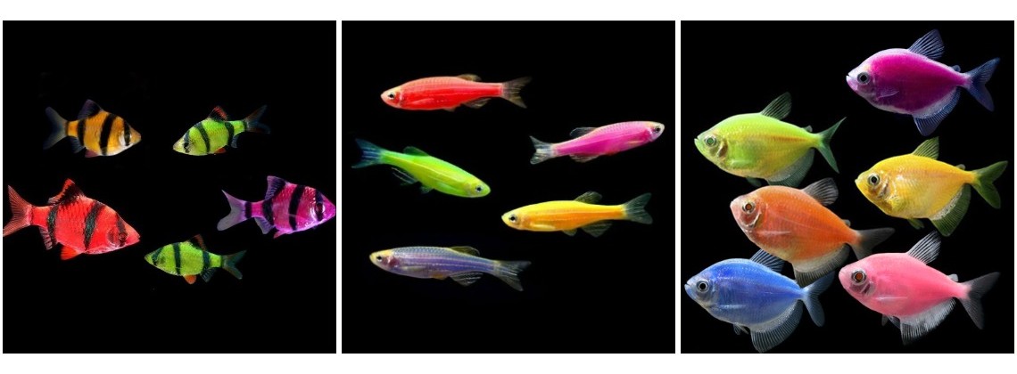 Рыбки GloFish